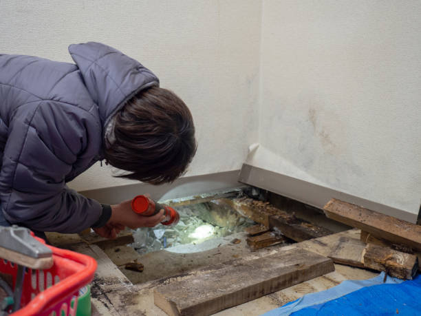 Best Black Mold Removal  in Lake Delton, WI